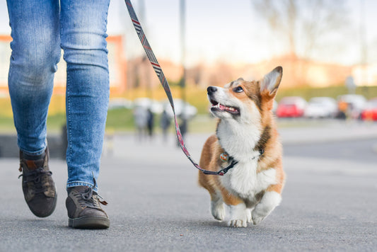 Leash Training: The Definitive Guide