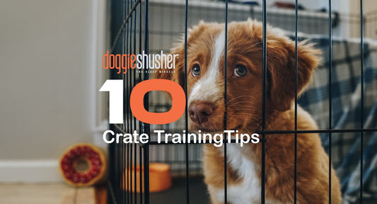 10 Expert Tips for Successful Crate Training Your Puppy