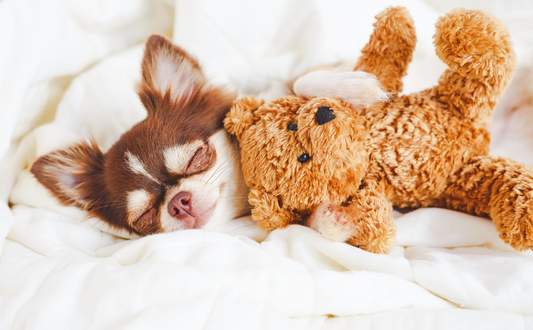 Is Your Dog Getting Enough Sleep?
