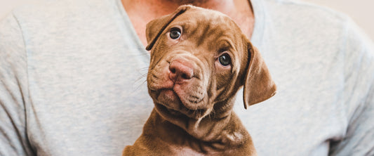 Mastering Your New Puppy: Top Tips and Tricks