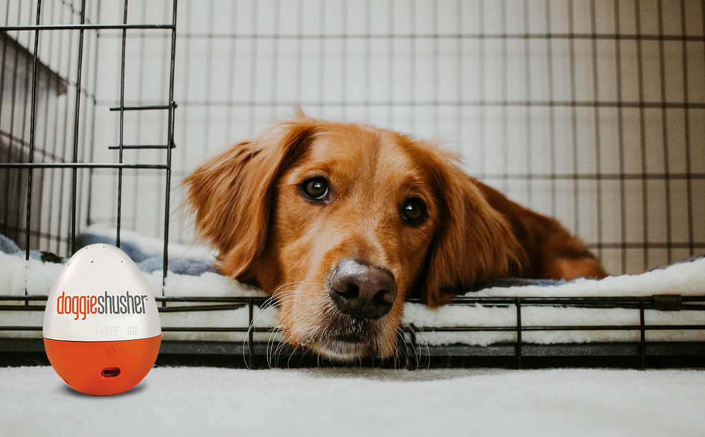 How to Overcome Post-Quarantine Separation Anxiety in Dogs