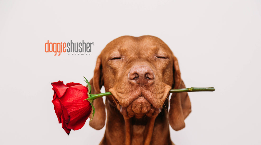Pawsitively Pawfect Valentine's Day Ideas